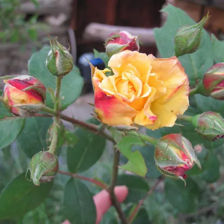 Alpehytte Il Cassero *