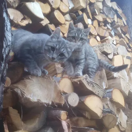 Il Cassero Alpehytte *