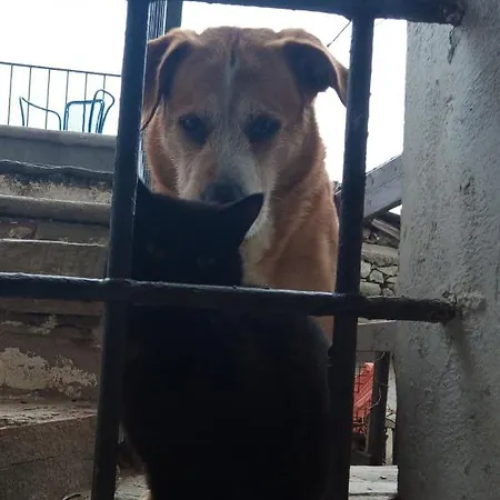 Il Cassero Alpehytte *