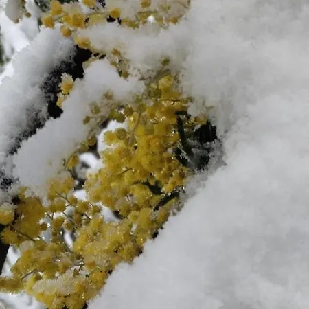 Alpehytte Il Cassero *