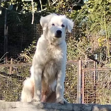 Il Cassero * Pomaretto