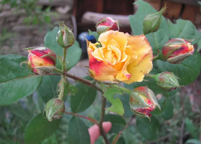 בקתה Il Cassero *