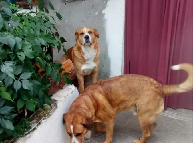 Dağ evi Il Cassero Pomaretto