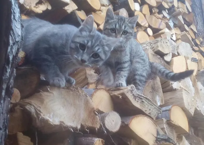 Il Cassero בקתה *